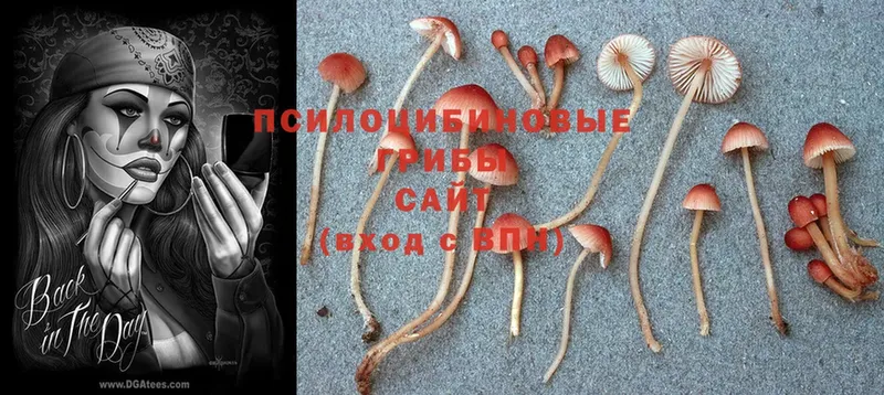 цена   Крым  Псилоцибиновые грибы Psilocybe 